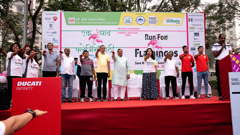 Run for Flamingos!